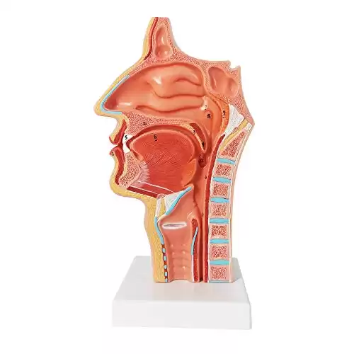 Life Size Human Model of Nasal Cavity, Oral Cavity, Pharynx, Larynx